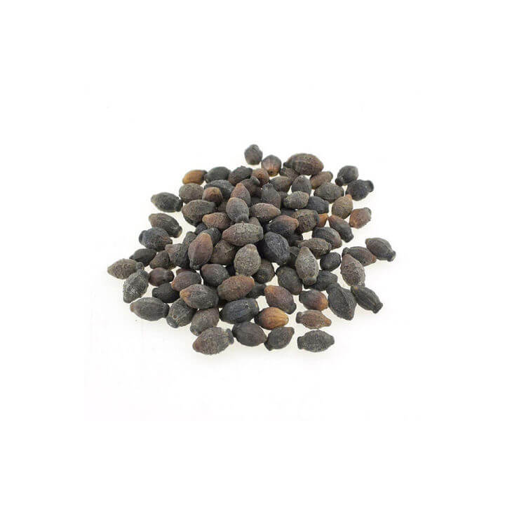 Arabian Fragrant Jasmine Seeds 