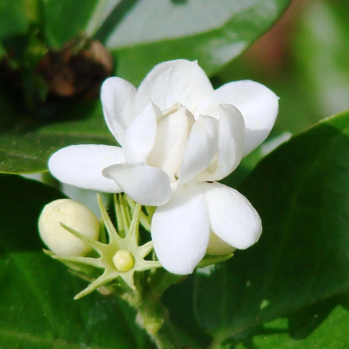 Arabian Jasmine Seeds – Fragrant Blooming
