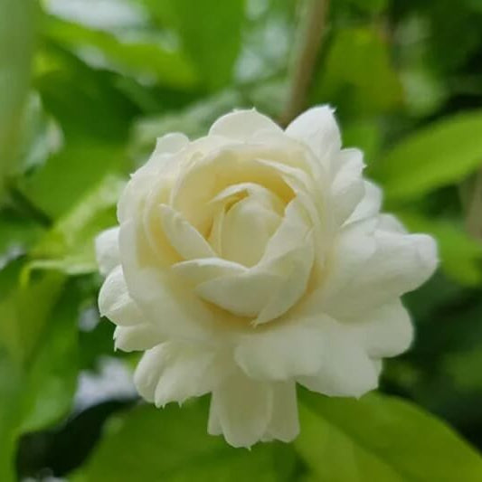 Arabian Jasmine Seeds