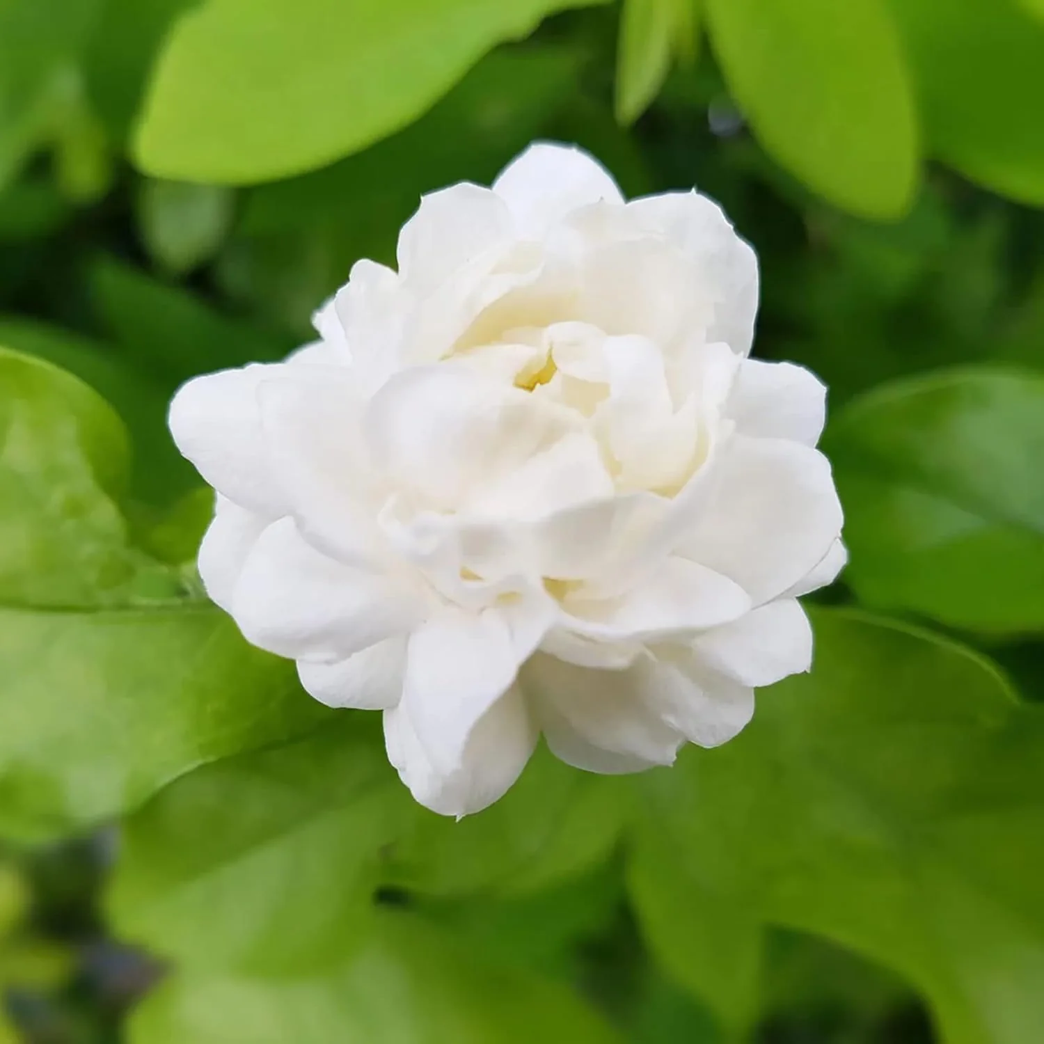Arabian Jasmine Seeds – Fragrant Blooming
