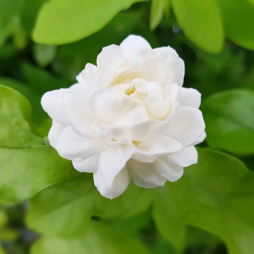 Arabian Jasmine Seeds – Fragrant Blooming
