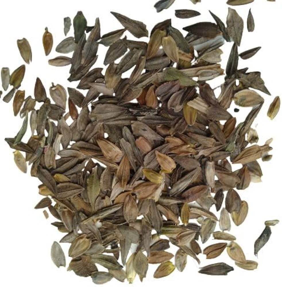 Arabian Night Wildflower Dahlia Seeds 