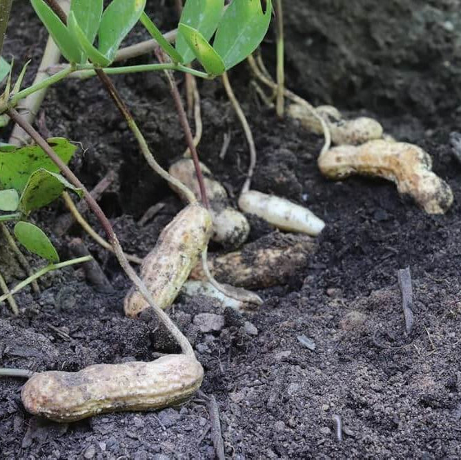 Arachis Hypogaea Seeds