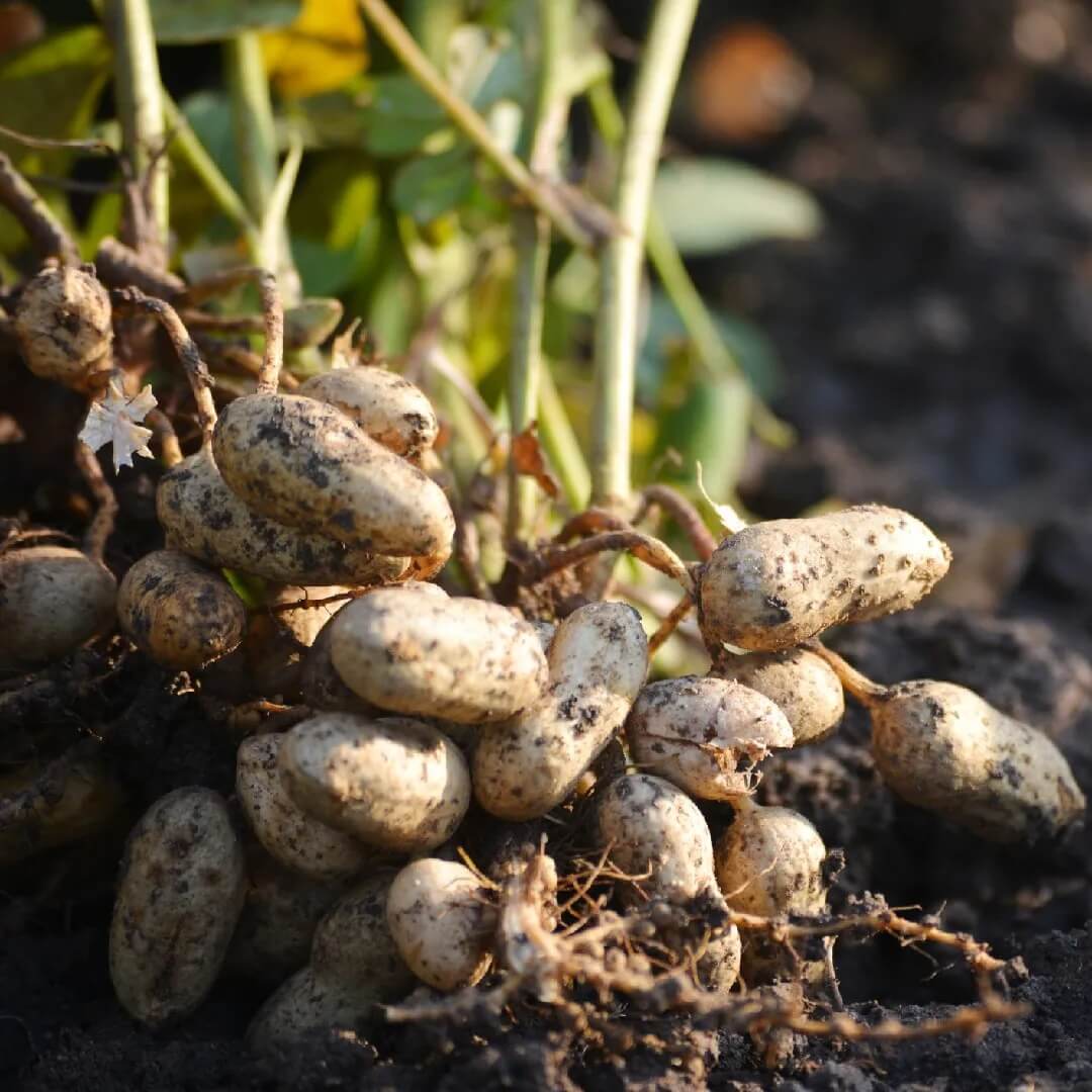 Arachis Hypogaea Seeds
