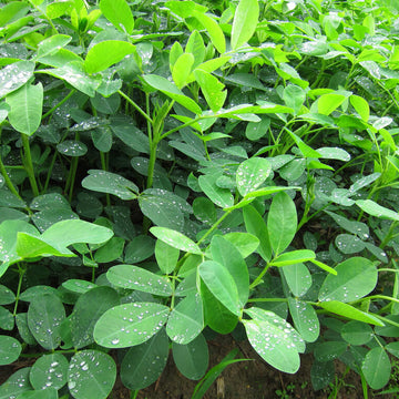 Arachis Hypogaea Seeds