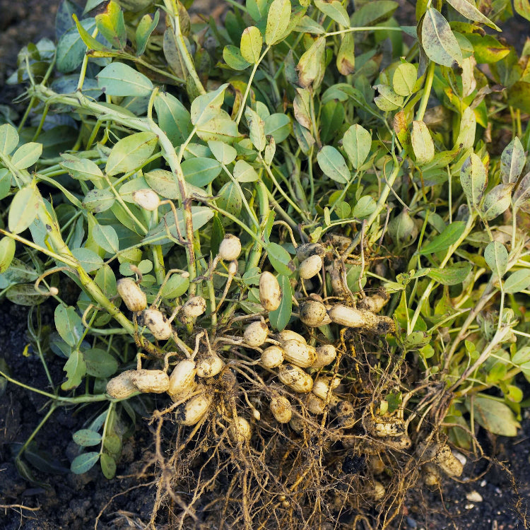 Arachis Seeds