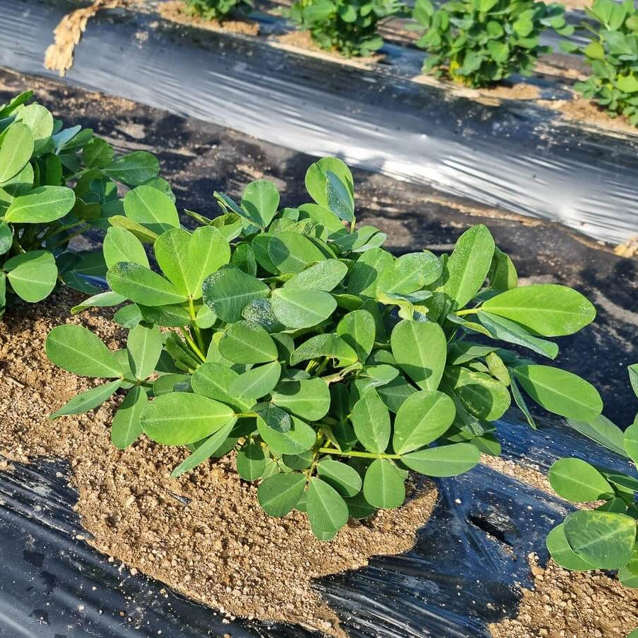 Arachis Seeds