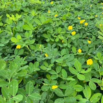Arachis Seeds