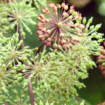 Aralia Cordata Seeds
