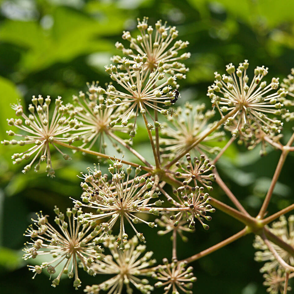 Aralia Cordata Seeds
