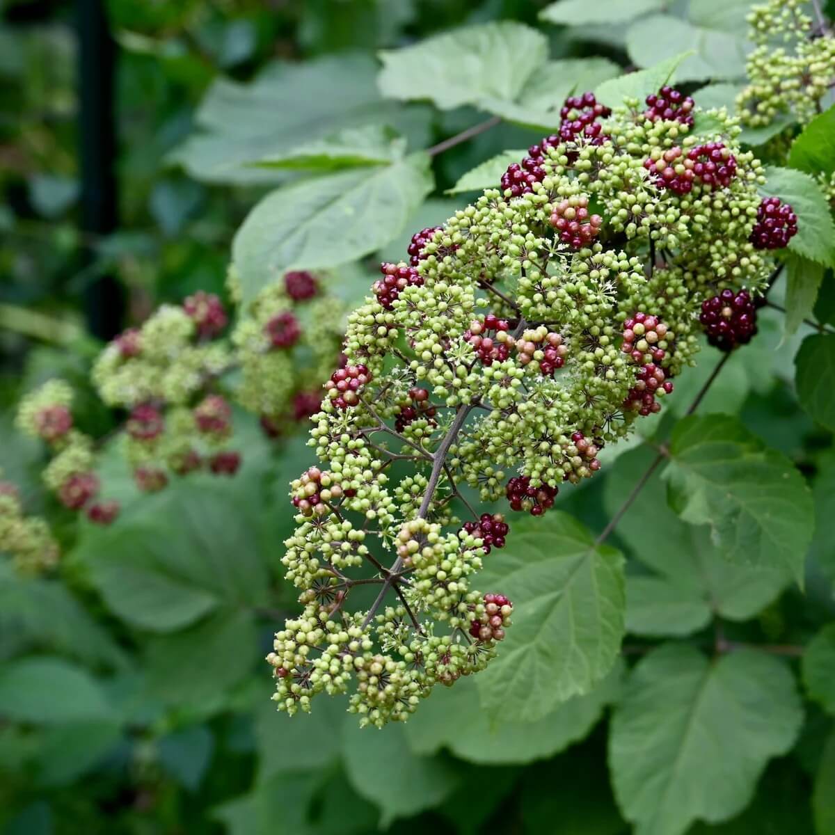 Aralia cordata Seeds for Planting