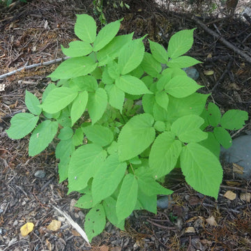 Aralia cordata Seeds for Planting