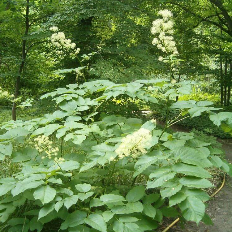 Aralia cordata Seeds for Planting