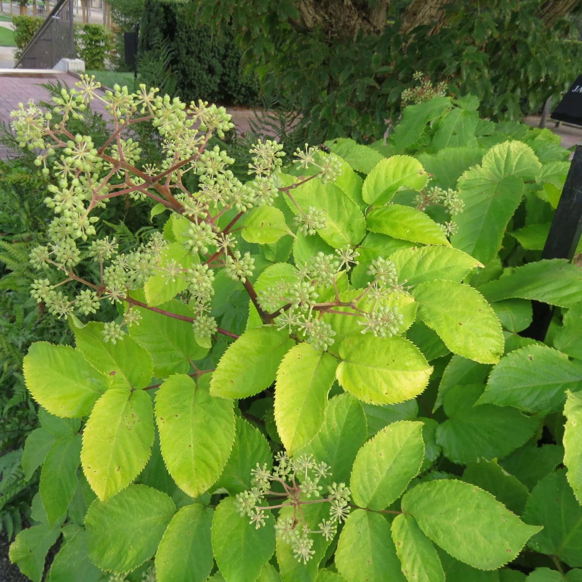 Aralia cordata Seeds for Planting