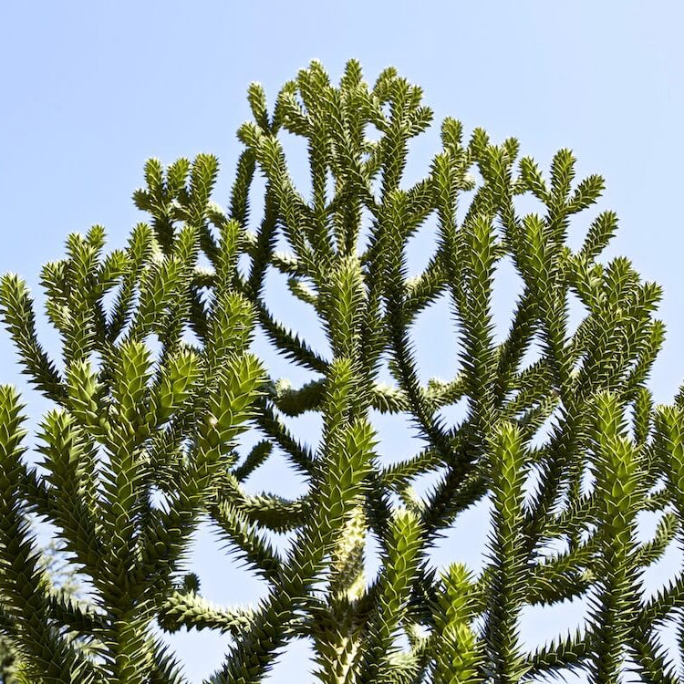 Araucaria Araucana Seeds – Monkey Puzzle Tree Seeds