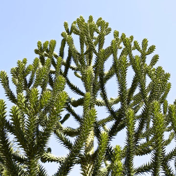 Araucaria Araucana Seeds – Monkey Puzzle Tree Seeds