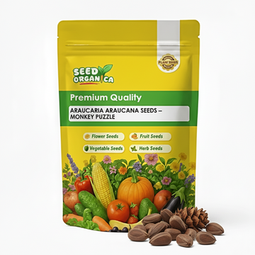 Araucaria Araucana Seeds – Monkey Puzzle