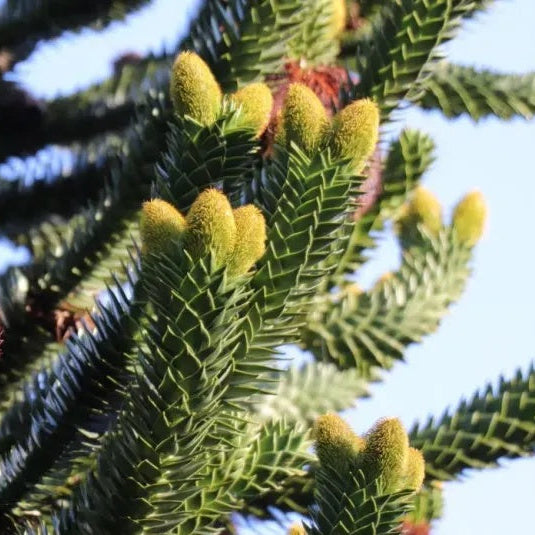 Araucaria Araucana Seeds – Monkey Puzzle Tree Seeds