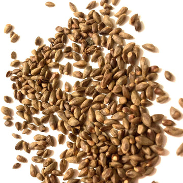 Arborvitae Seeds