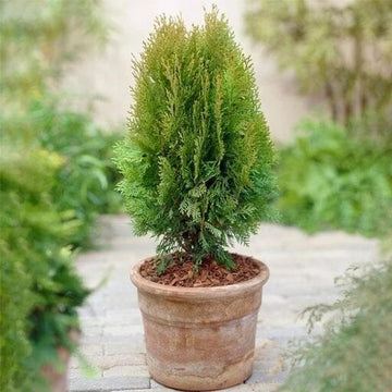 Arborvitae Seeds - Flower Plant for Home Gardens