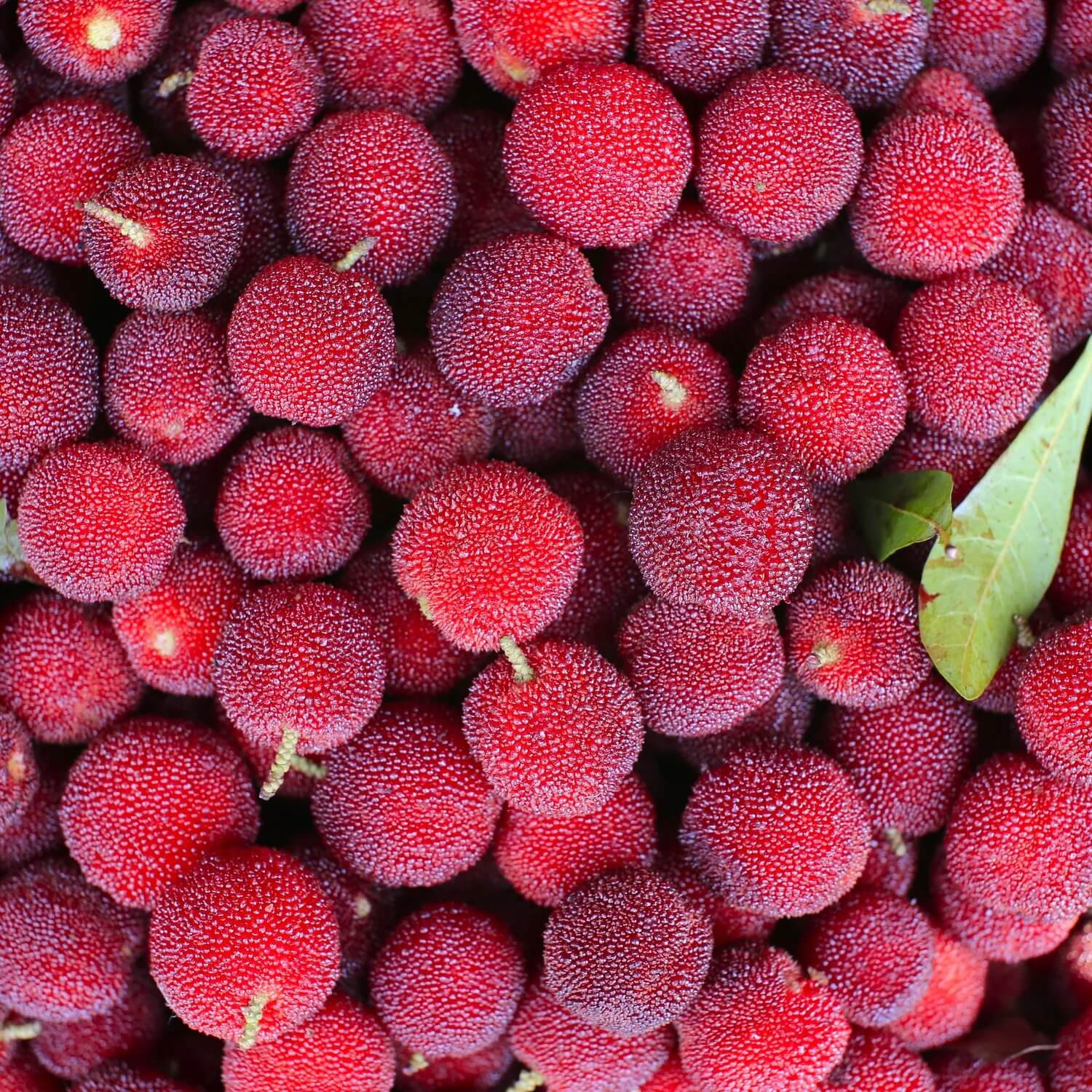 Arbutus Bayberry Seeds - Pink 