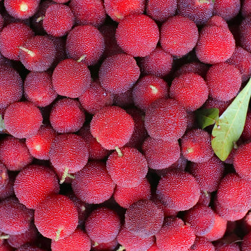Arbutus Bayberry Seeds - Pink 