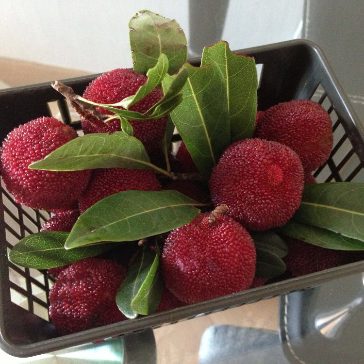 Arbutus Bayberry Seeds - Pink 