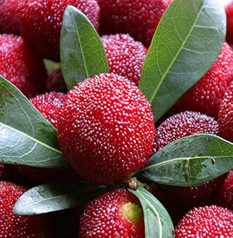 Arbutus Bayberry Seeds - Pink 