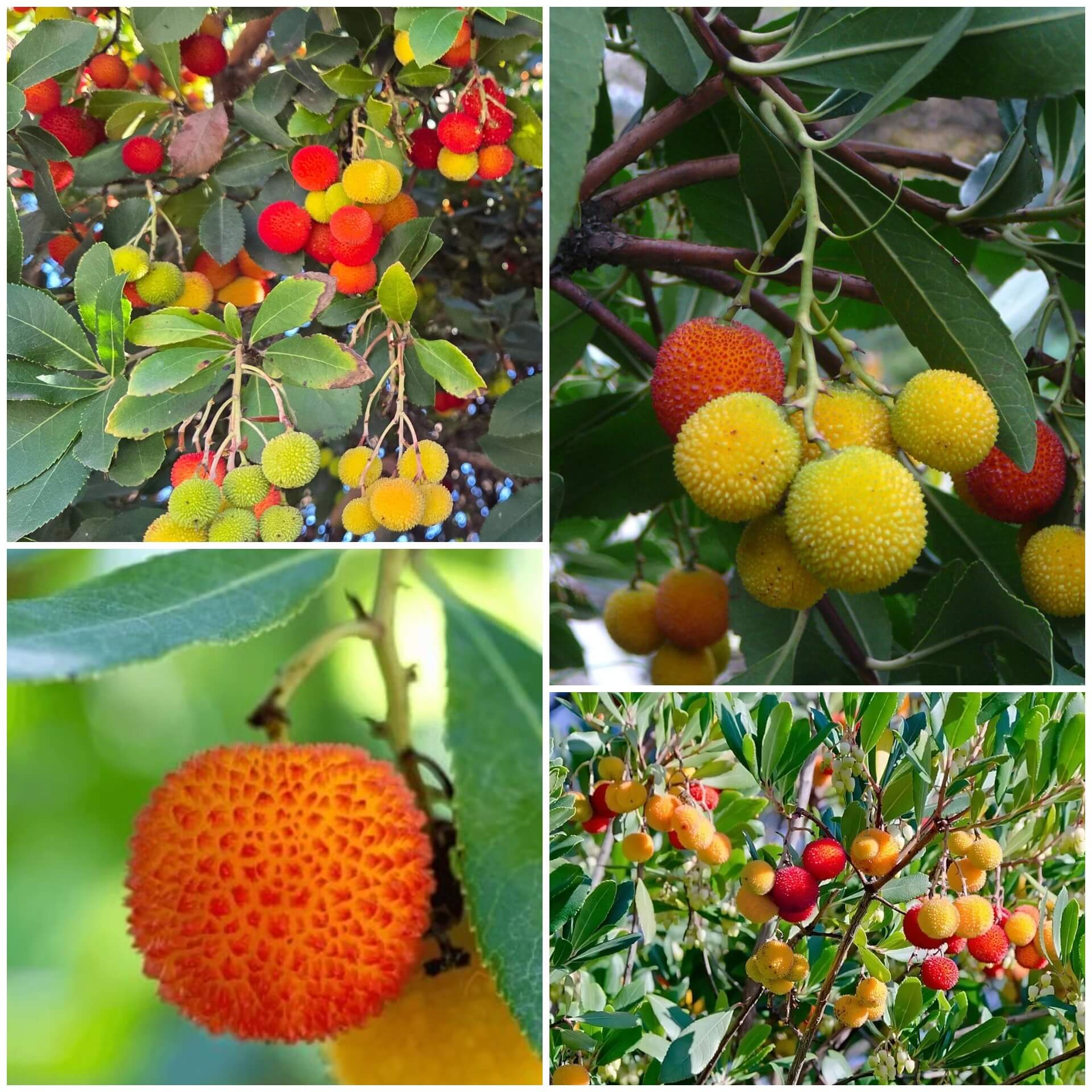 Arbutus Seeds - All In One For Home Gardens