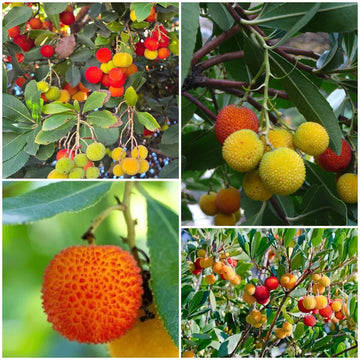 Arbutus Seeds - All In One For Home Gardens