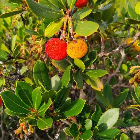 Arbutus Seeds - All In One For Home Gardens