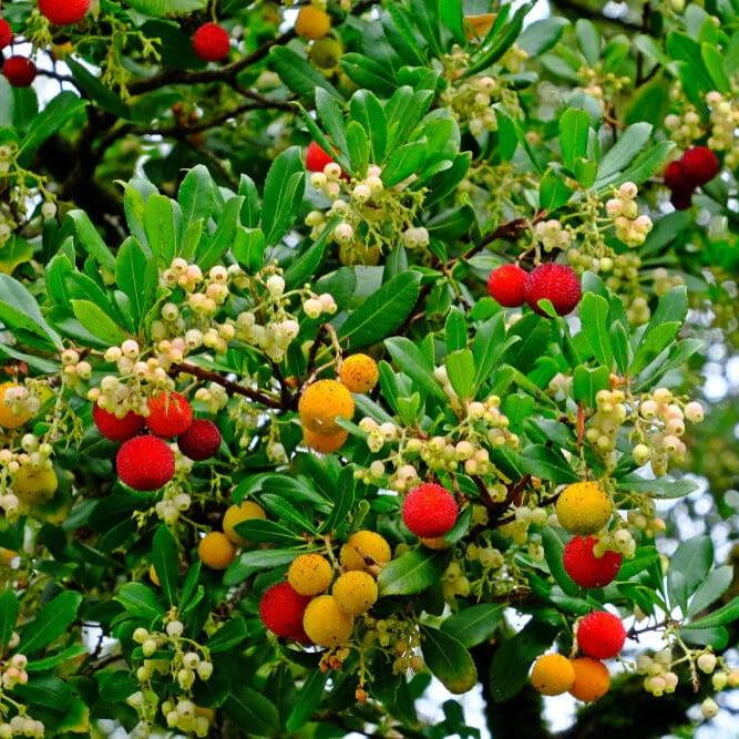 Arbutus Seeds - All In One For Home Gardens