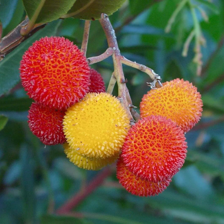 Arbutus Seeds - All In One For Home Gardens