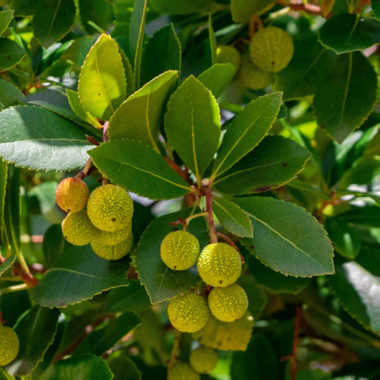 Arbutus Seeds - All In One For Home Gardens