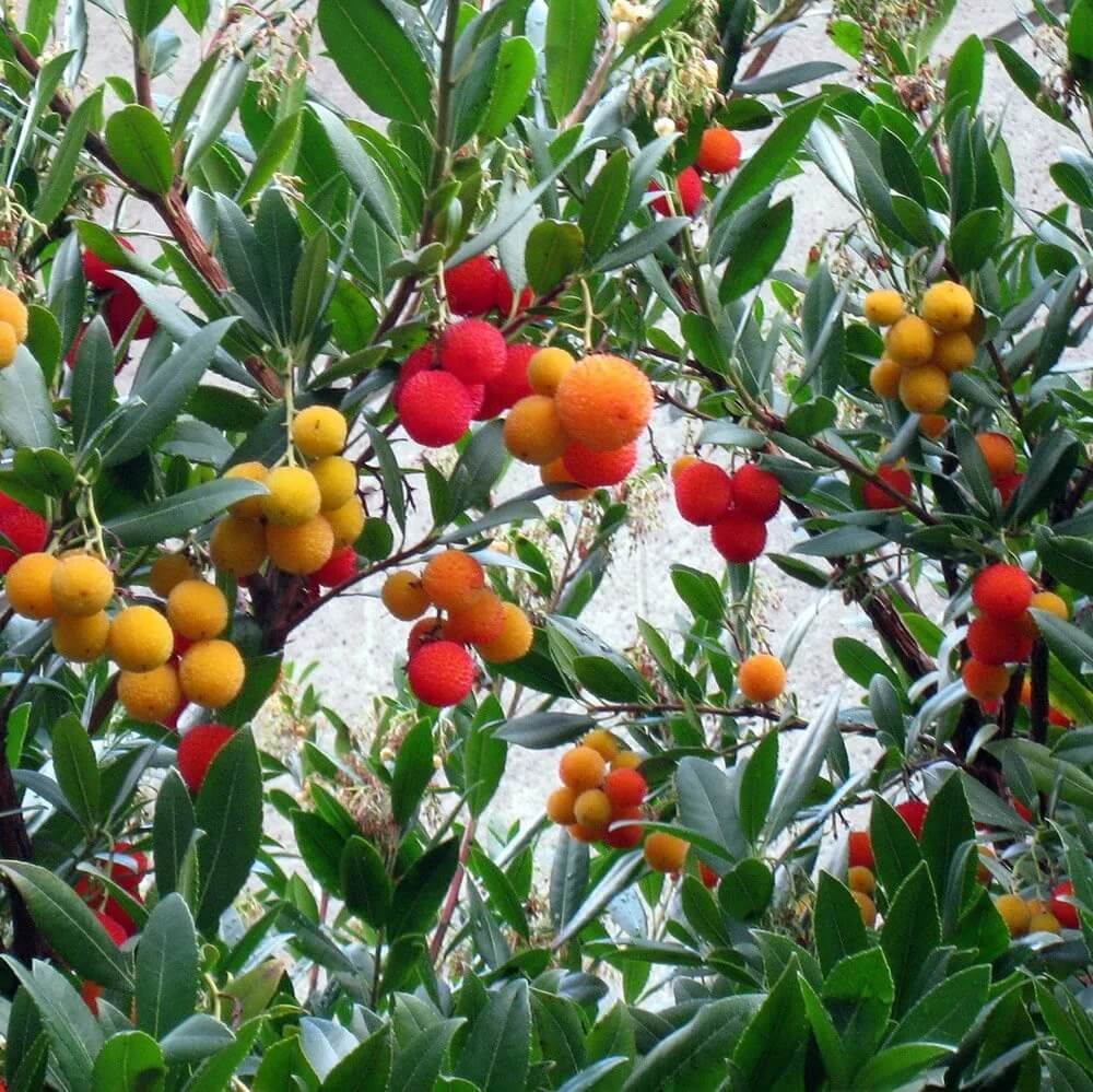 Arbutus Seeds - All In One For Home Gardens