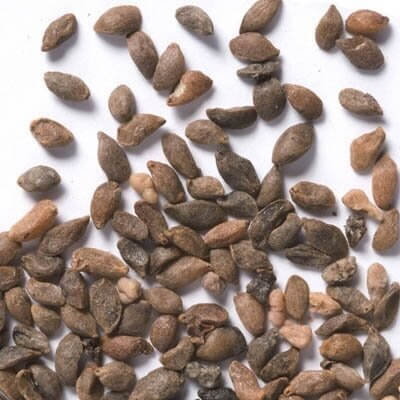 Arbutus unedo Mixed Strawberry Tree Seeds 