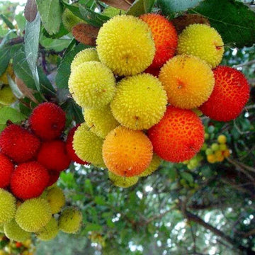 Arbutus unedo Strawberry Seeds - Yellow
