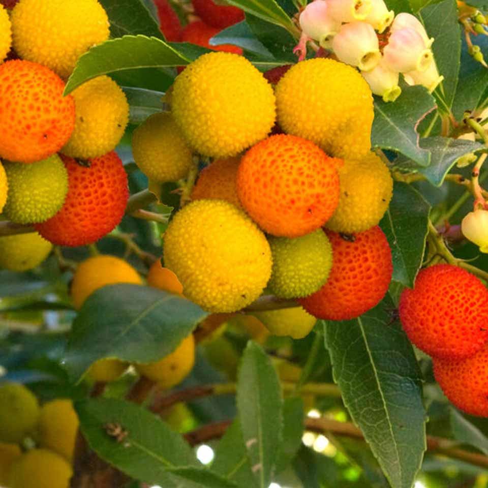 Arbutus unedo Strawberry Seeds - Yellow