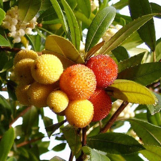 Arbutus unedo Strawberry Seeds - Yellow
