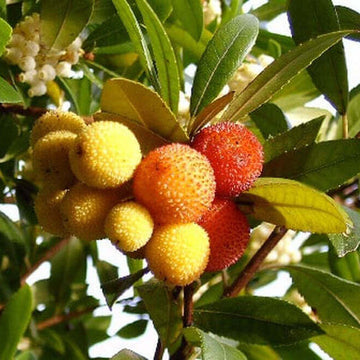 Arbutus unedo Strawberry Seeds - Yellow