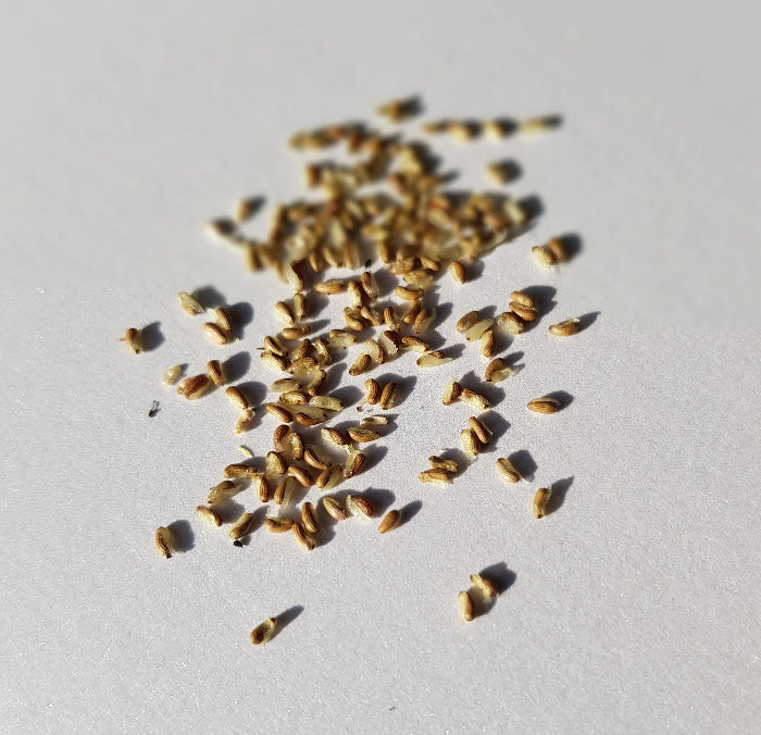 Arctotis Rollier African Daisy Seeds