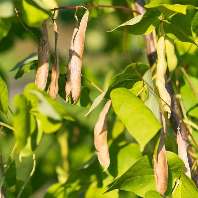 Arid Climate Bean Seeds - Vegetable Plant