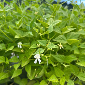 Arid Climate Bean Seeds - Vegetable Plant