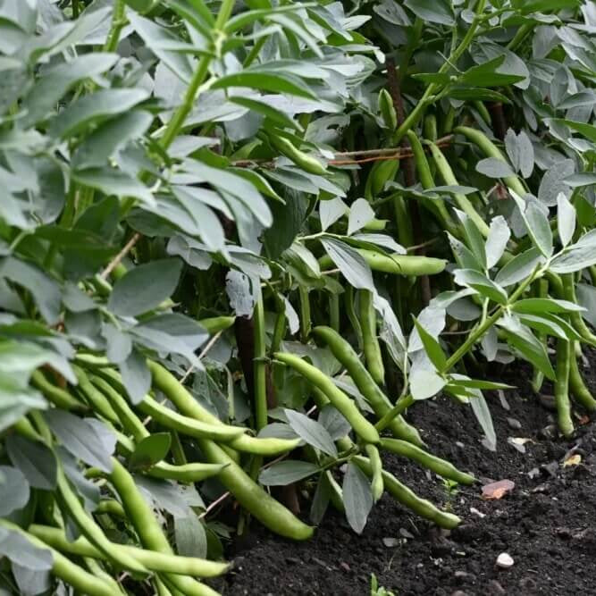 Arid Climate Bean Seeds - Vegetable Plant