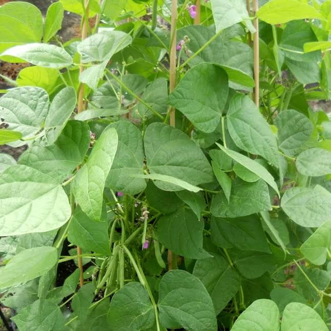 Arid Climate Bean Seeds - Vegetable Plant
