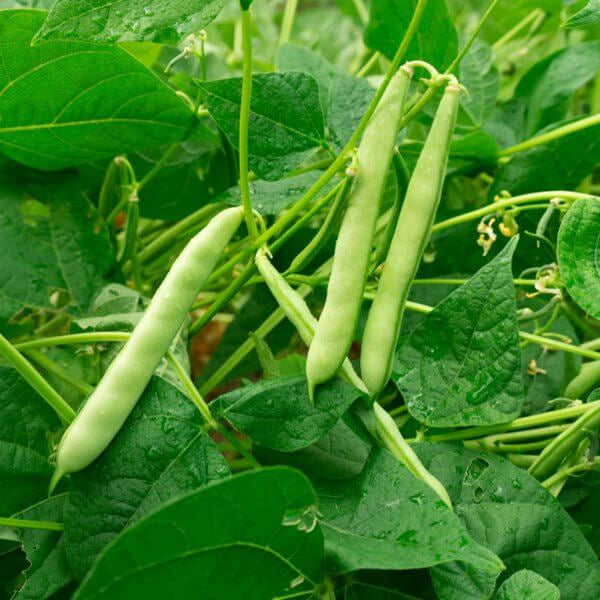Arid Climate Beans seeds