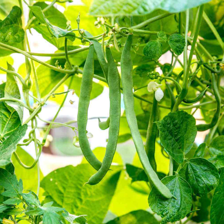 Arid Climate Beans seeds