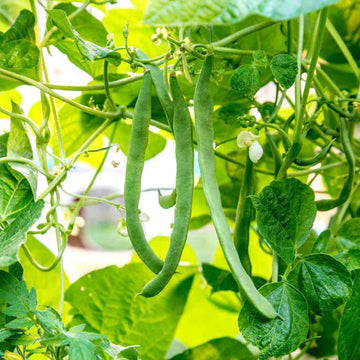 Arid Climate Beans seeds