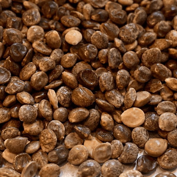 Aristolochia Tagala Seeds