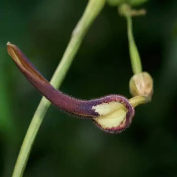 Aristolochia Tagala Seeds - Flower Plant